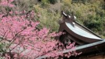 ”ひな祭りの日に桜が咲く”30年後にはそんな現象が起こる!?気象予報士解説
