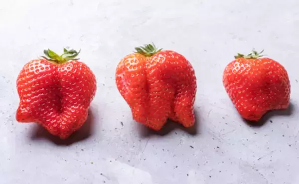 「ミツバチ不足に悩む農家を救う一手」の画像