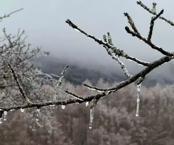 まるでアナ雪の世界？真冬に起こるレア現象「雨氷」とは