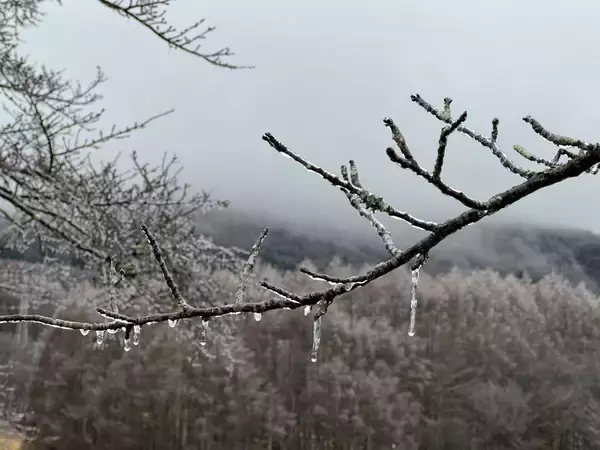 「まるでアナ雪の世界？真冬に起こるレア現象「雨氷」とは」の画像