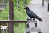 「都心のカラスはどこへ？人間社会に適応するカラス」の画像1
