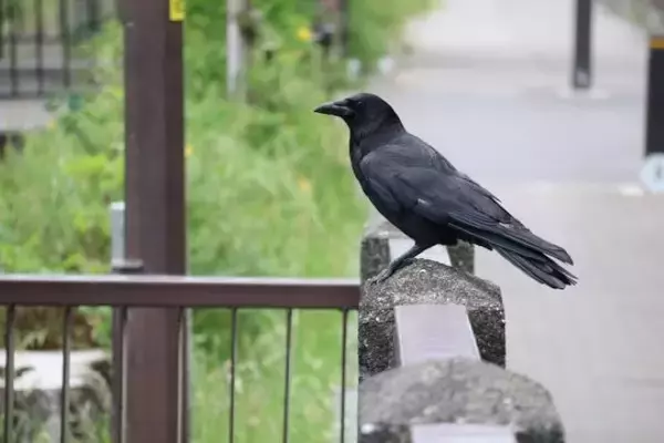 都心のカラスはどこへ？人間社会に適応するカラス