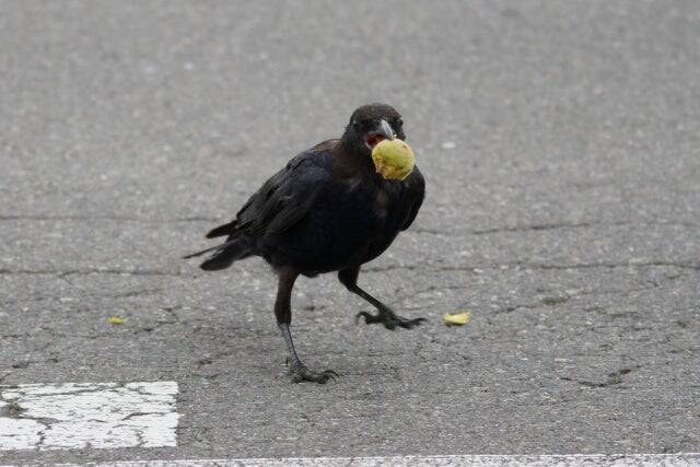 都心のカラスはどこへ？人間社会に適応するカラス