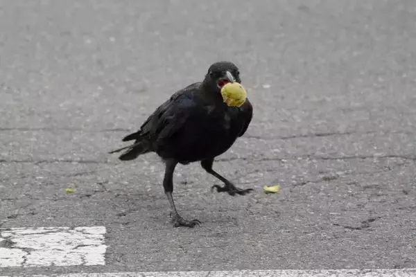 「都心のカラスはどこへ？人間社会に適応するカラス」の画像
