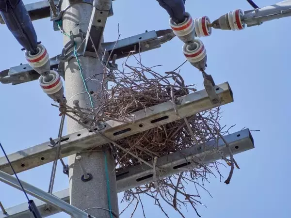 「都心のカラスはどこへ？人間社会に適応するカラス」の画像