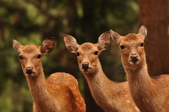 クラクションでは逃げないシカを、どう避けるか
