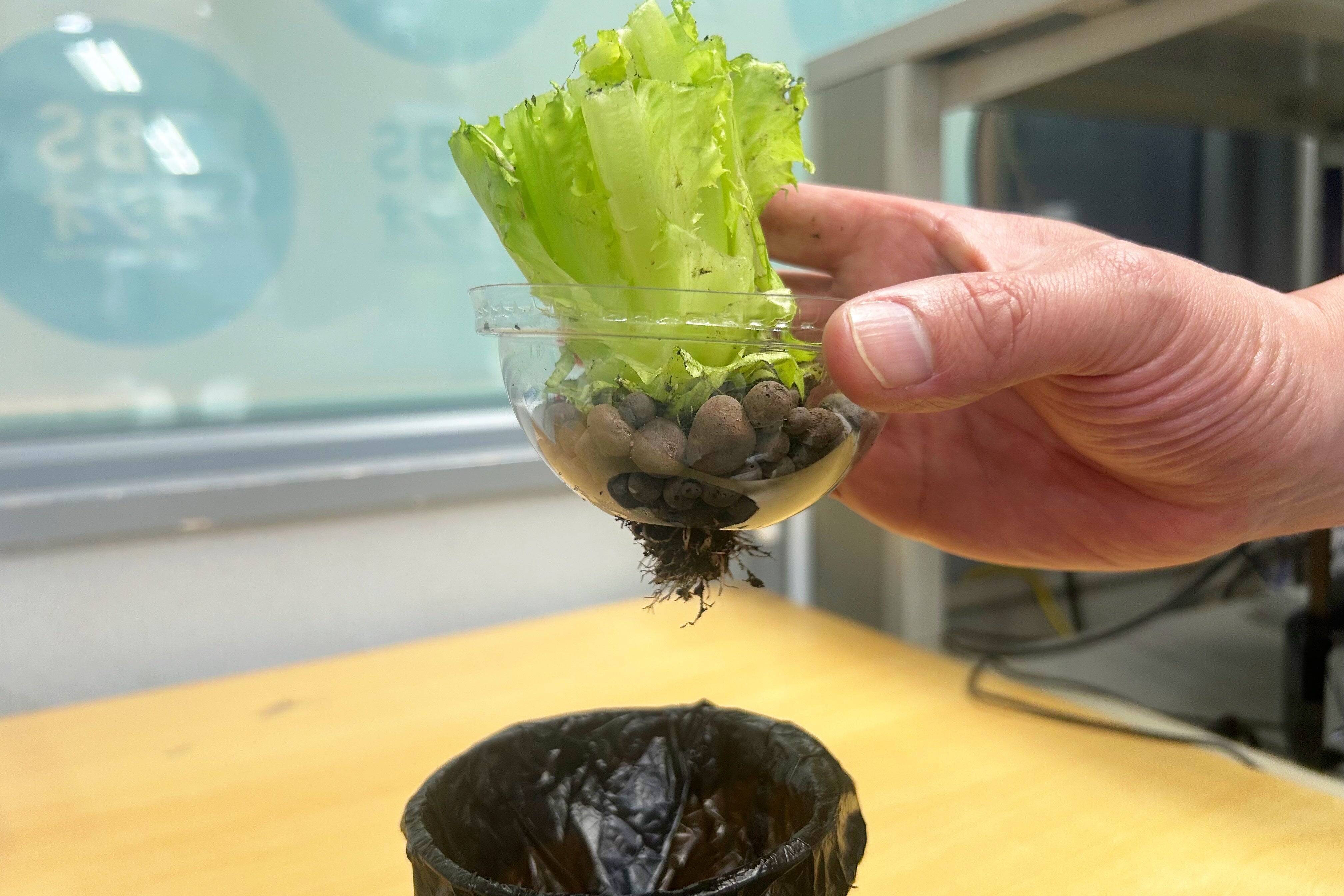 100ショップ品使用、室内で簡単家庭‼ 小ねぎやミニキュウリも目指せ豊作！