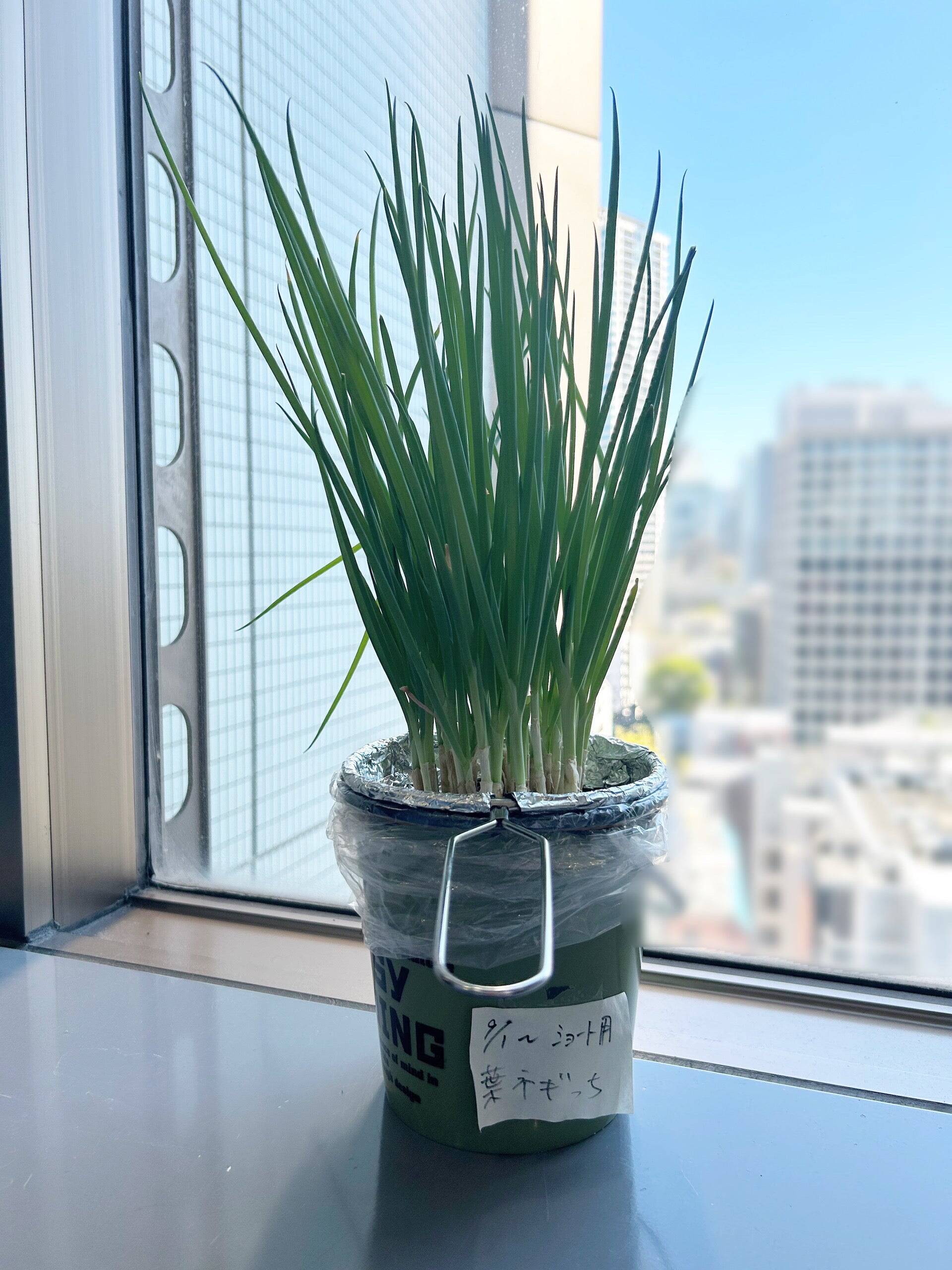 100ショップ品使用、室内で簡単家庭‼ 小ねぎやミニキュウリも目指せ豊作！