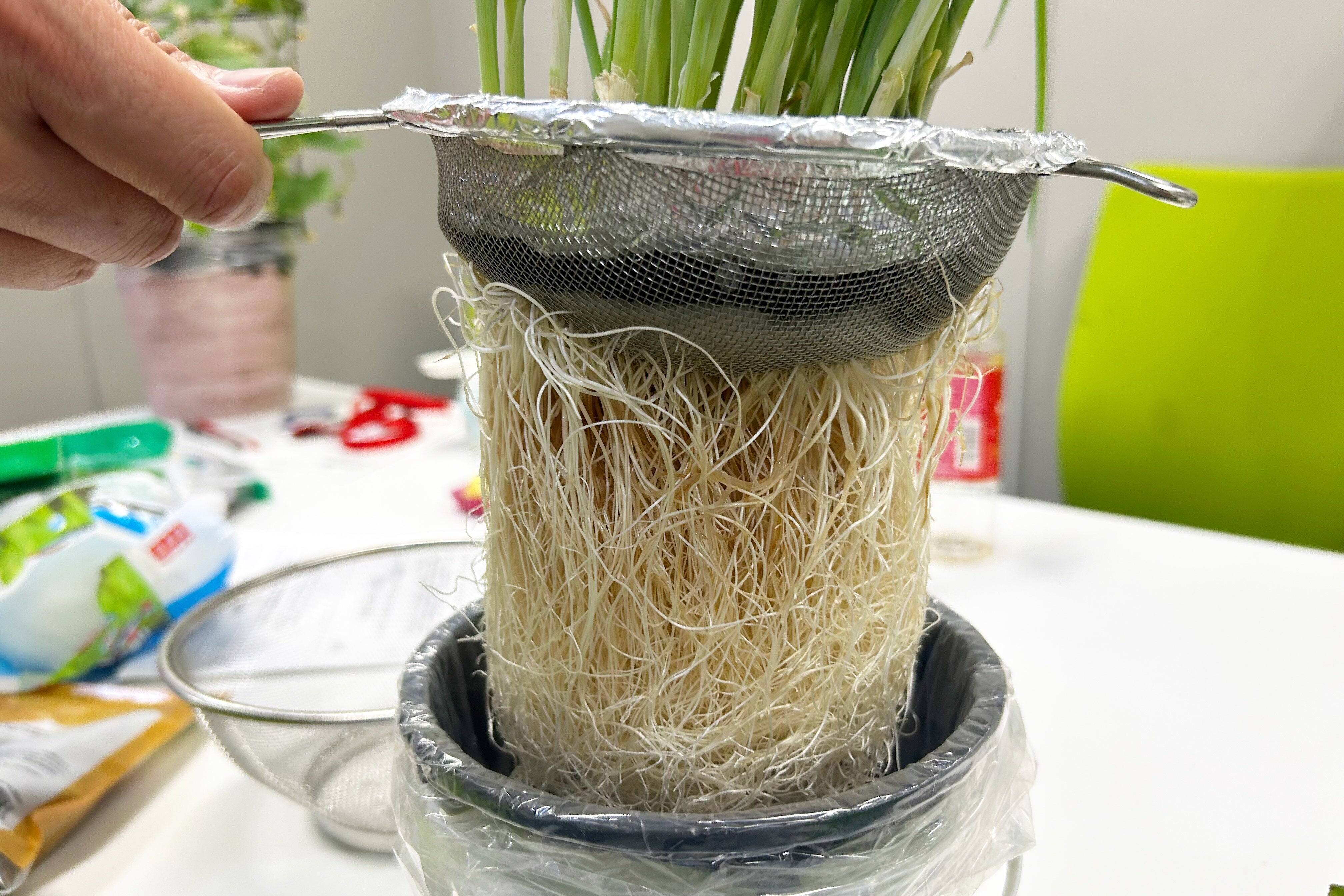 100ショップ品使用、室内で簡単家庭‼ 小ねぎやミニキュウリも目指せ豊作！