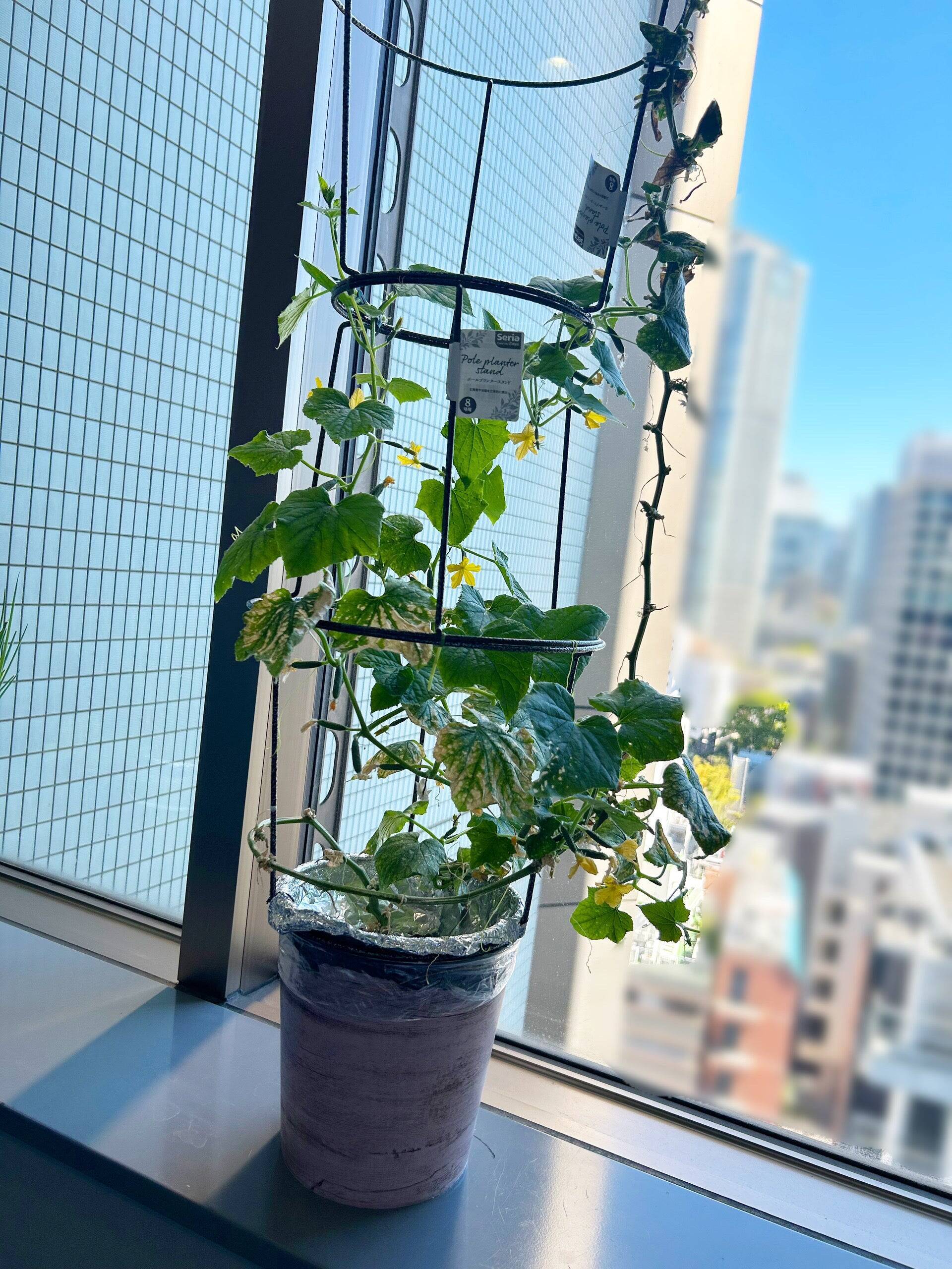 100ショップ品使用、室内で簡単家庭‼ 小ねぎやミニキュウリも目指せ豊作！