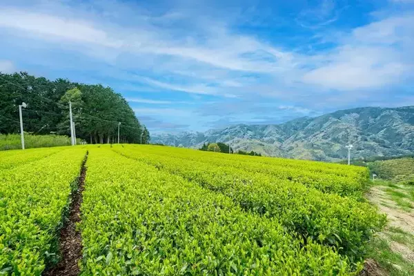 抹茶ブームの裏で減る茶畑　企業と農家をつなぐ新たな取り組み