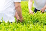 「抹茶ブームの裏で減る茶畑　企業と農家をつなぐ新たな取り組み」の画像6