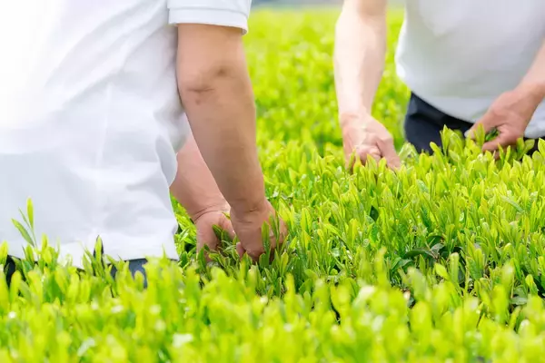 「抹茶ブームの裏で減る茶畑　企業と農家をつなぐ新たな取り組み」の画像