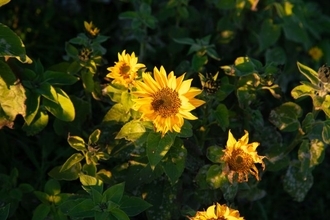 【夏の終わりを感じる今日この頃・・・】五感で感じる、夏の終わりとは？