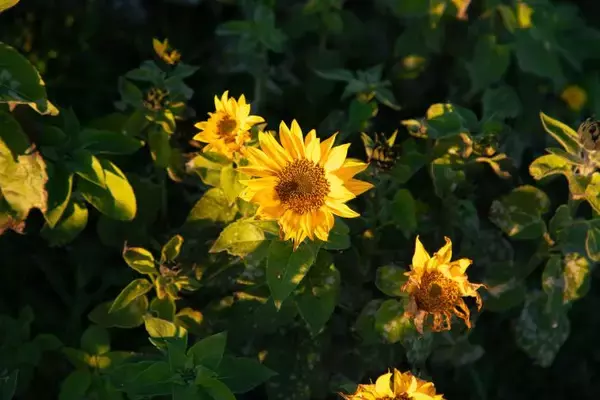 【夏の終わりを感じる今日この頃・・・】五感で感じる、夏の終わりとは？