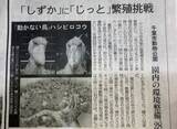 「めざせ！ハシビロコウの繁殖」の画像1