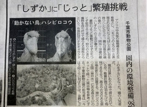 めざせ！ハシビロコウの繁殖