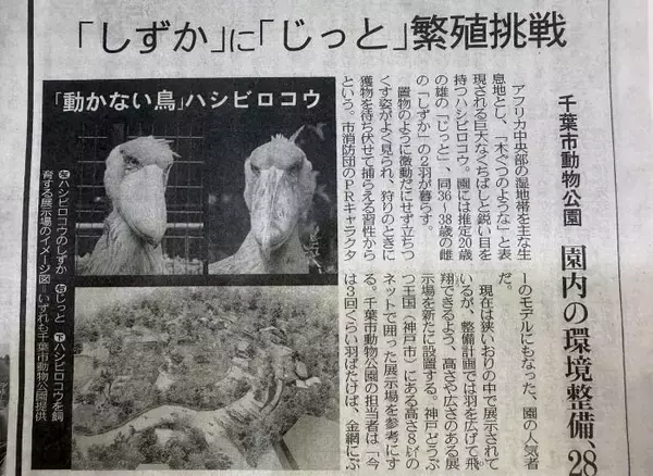 めざせ！ハシビロコウの繁殖