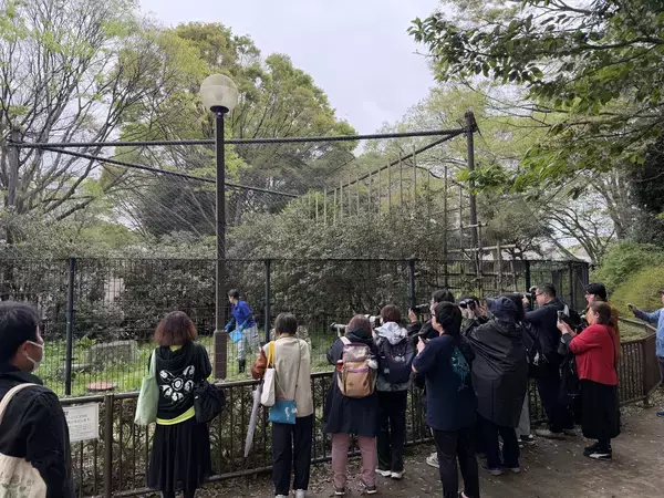 「めざせ！ハシビロコウの繁殖」の画像