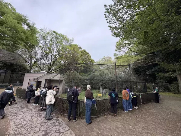 「めざせ！ハシビロコウの繁殖」の画像