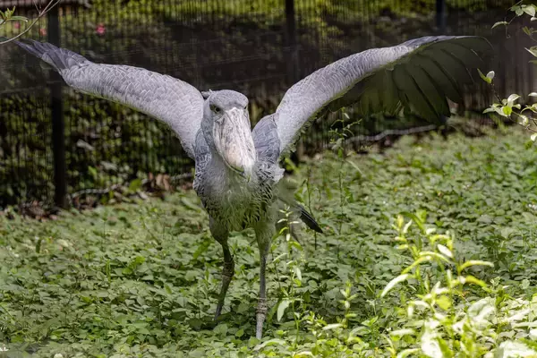 「めざせ！ハシビロコウの繁殖」の画像