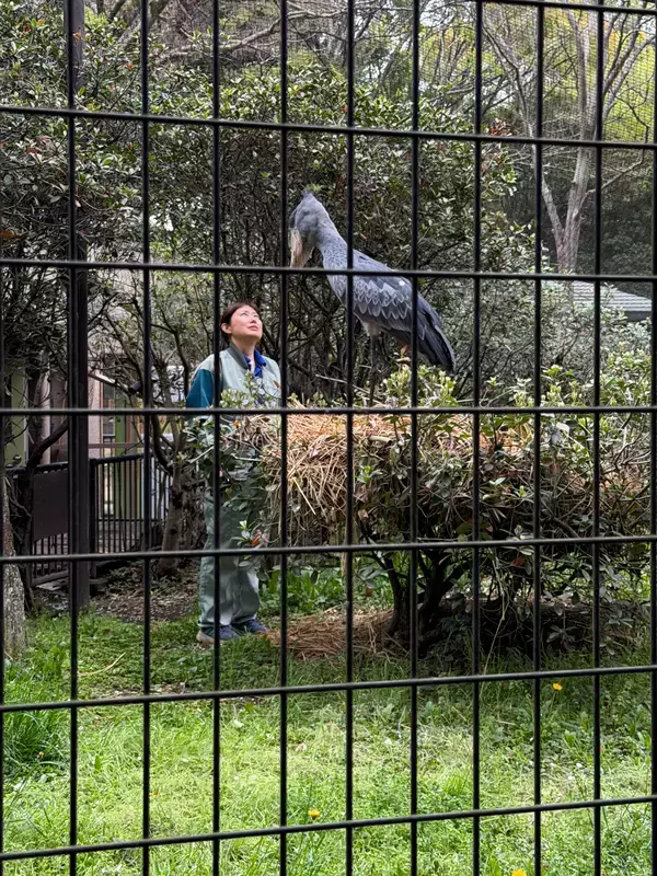 「めざせ！ハシビロコウの繁殖」の画像