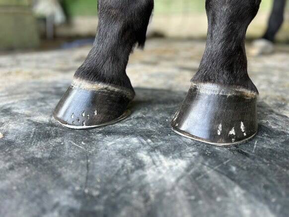 競走馬を支える足元技術 装蹄師の仕事とは？