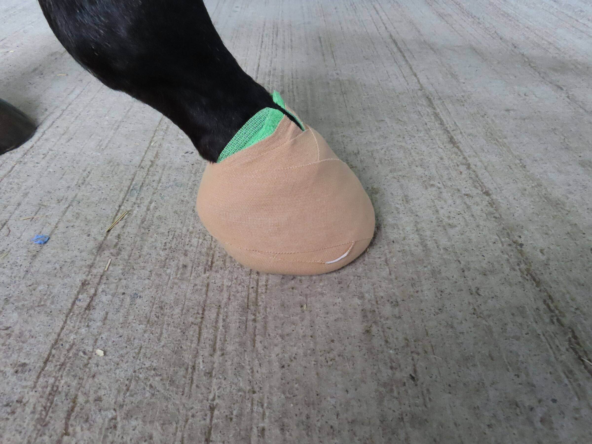 競走馬を支える足元技術 装蹄師の仕事とは？