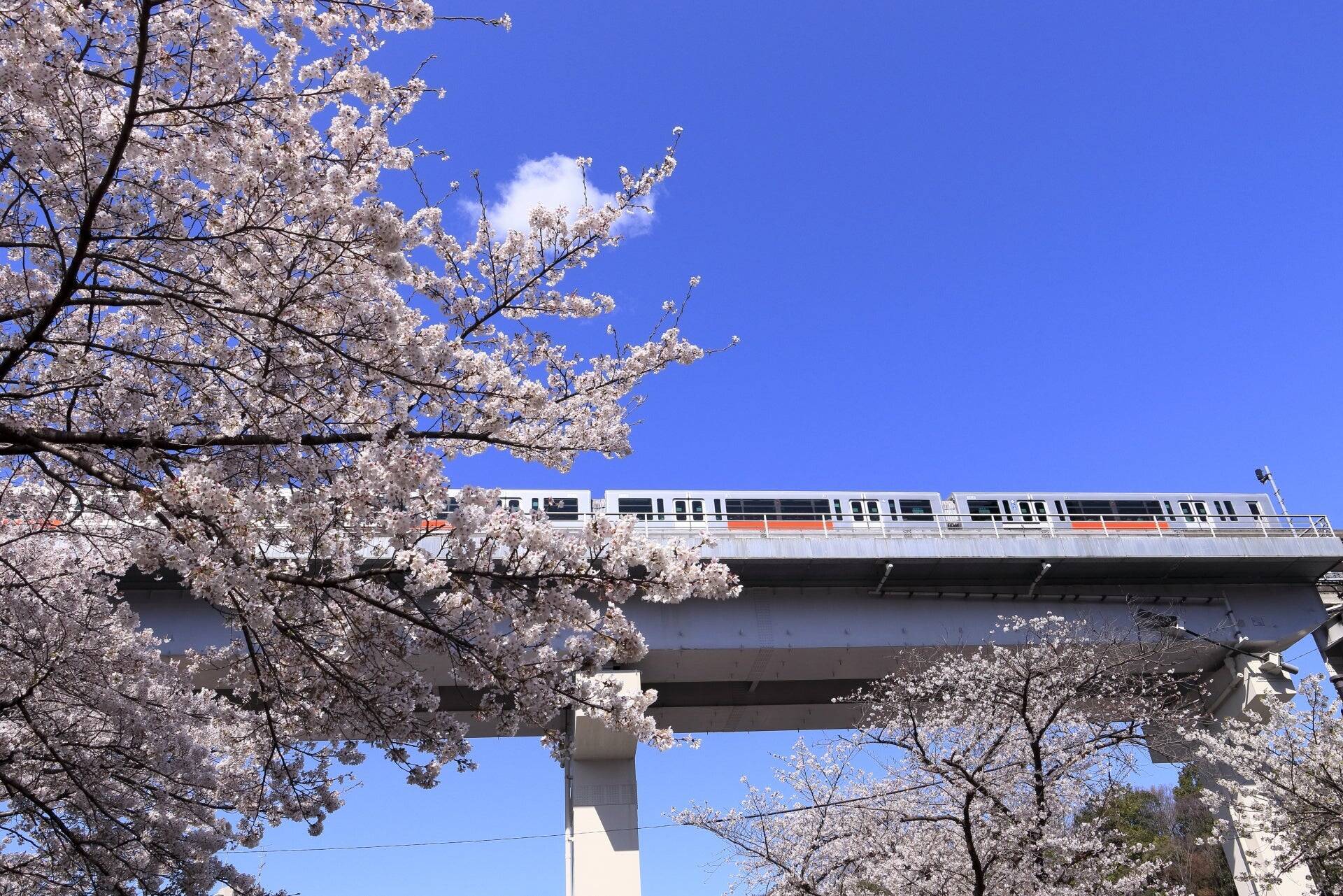 今年のお花見、多摩モノレールから見下ろす桜はいかが？お花見できる鉄道旅特集