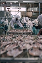 干物のいま　揺れる産地と広がる新しい味