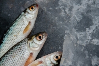 安くて美味しい！まだ知られてないお魚、食べませんか？