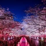 「花見のゴミをどう減らす？　中目黒の新しい挑戦」の画像1