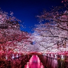 花見のゴミをどう減らす？　中目黒の新しい挑戦