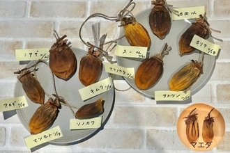 今年の出来は果たして？！干し柿作り報告会2025！