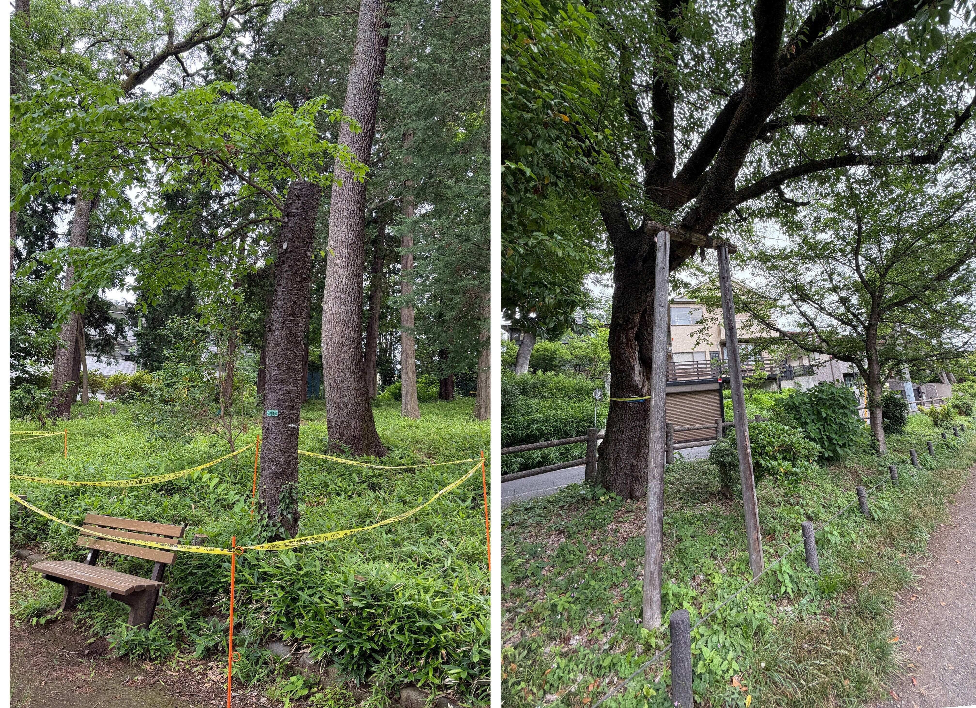 相次ぐ都立公園での倒木