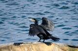 「関東に広がるカワウ被害　行徳湿地で始まった”卵を凍らせる”作戦」の画像1