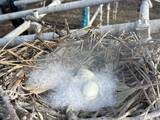 「関東に広がるカワウ被害　行徳湿地で始まった”卵を凍らせる”作戦」の画像5