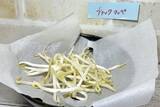 「実は栄養満点　もやしの豆知識」の画像3