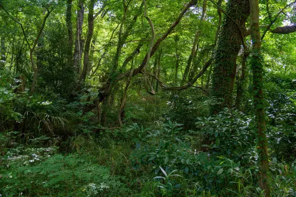 「鎮火しても終わらない ”誰の山か分からない”問題」の画像