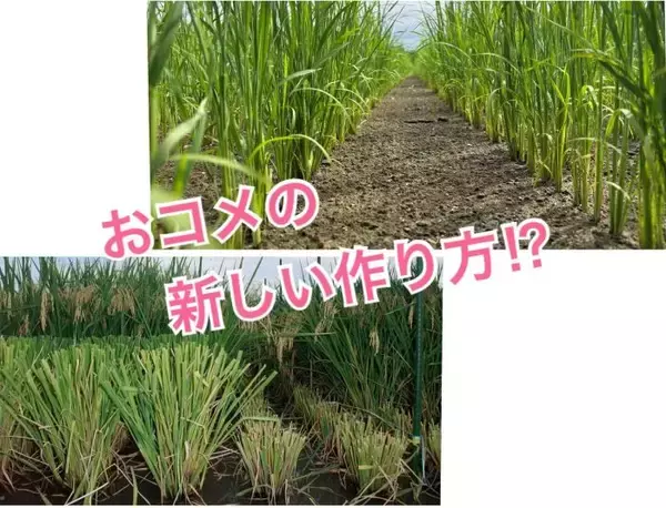 暑さにも、人手不足にも負けず！お米の新しい作り方！