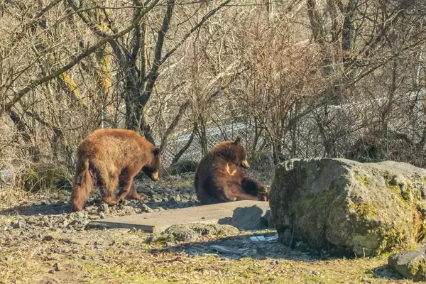 「クマは冬眠しない？実は人類を救う「冬眠研究」最前線」の画像