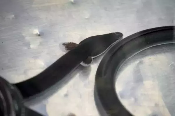 揺れるウナギ市場　完全養殖への道