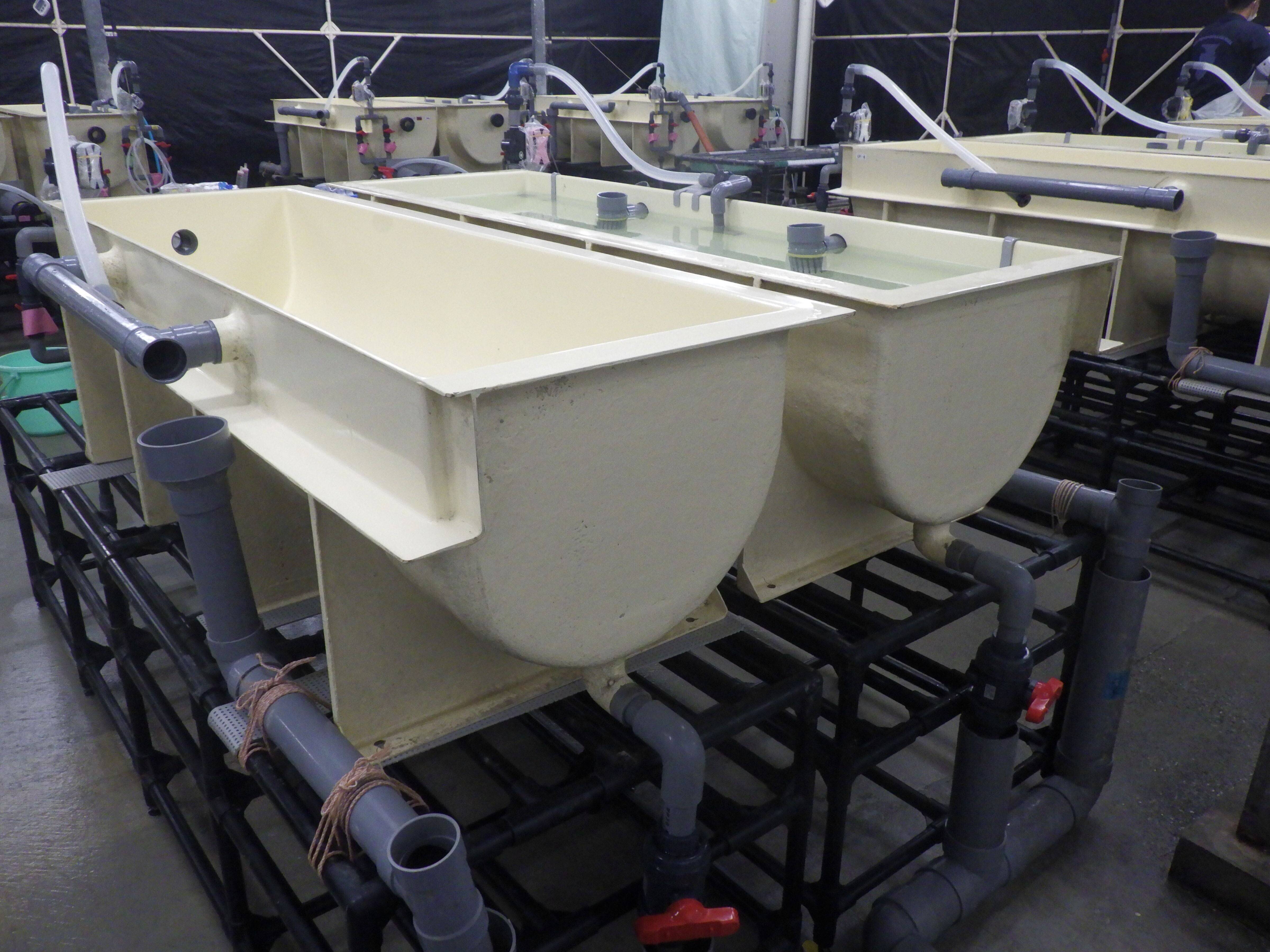 揺れるウナギ市場　完全養殖への道