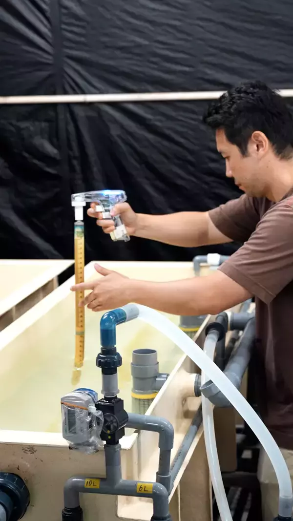 「揺れるウナギ市場　完全養殖への道」の画像