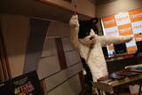 「天国帰りの猫ミュージシャンがスタジオライブという異常事態【ネコ界の星野源？】」の画像5