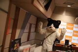 「天国帰りの猫ミュージシャンがスタジオライブという異常事態【ネコ界の星野源？】」の画像2