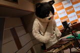 「天国帰りの猫ミュージシャンがスタジオライブという異常事態【ネコ界の星野源？】」の画像4