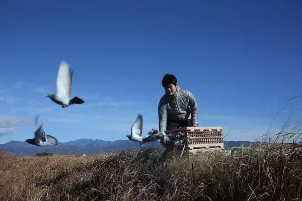 「ハトの研究をする大学生にねおがインタビュー！災害時に役立つ、ハトの帰巣本能を活かした新たなアイデアとは？」の画像