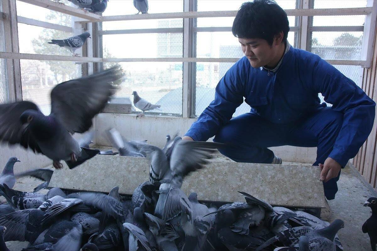 ハトの研究をする大学生にねおがインタビュー！災害時に役立つ、ハトの帰巣本能を活かした新たなアイデアとは？