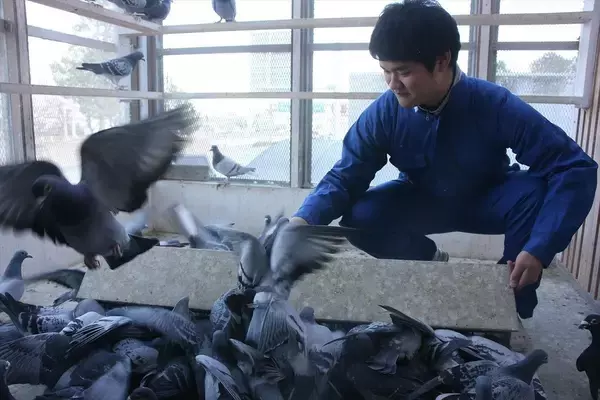 「ハトの研究をする大学生にねおがインタビュー！災害時に役立つ、ハトの帰巣本能を活かした新たなアイデアとは？」の画像